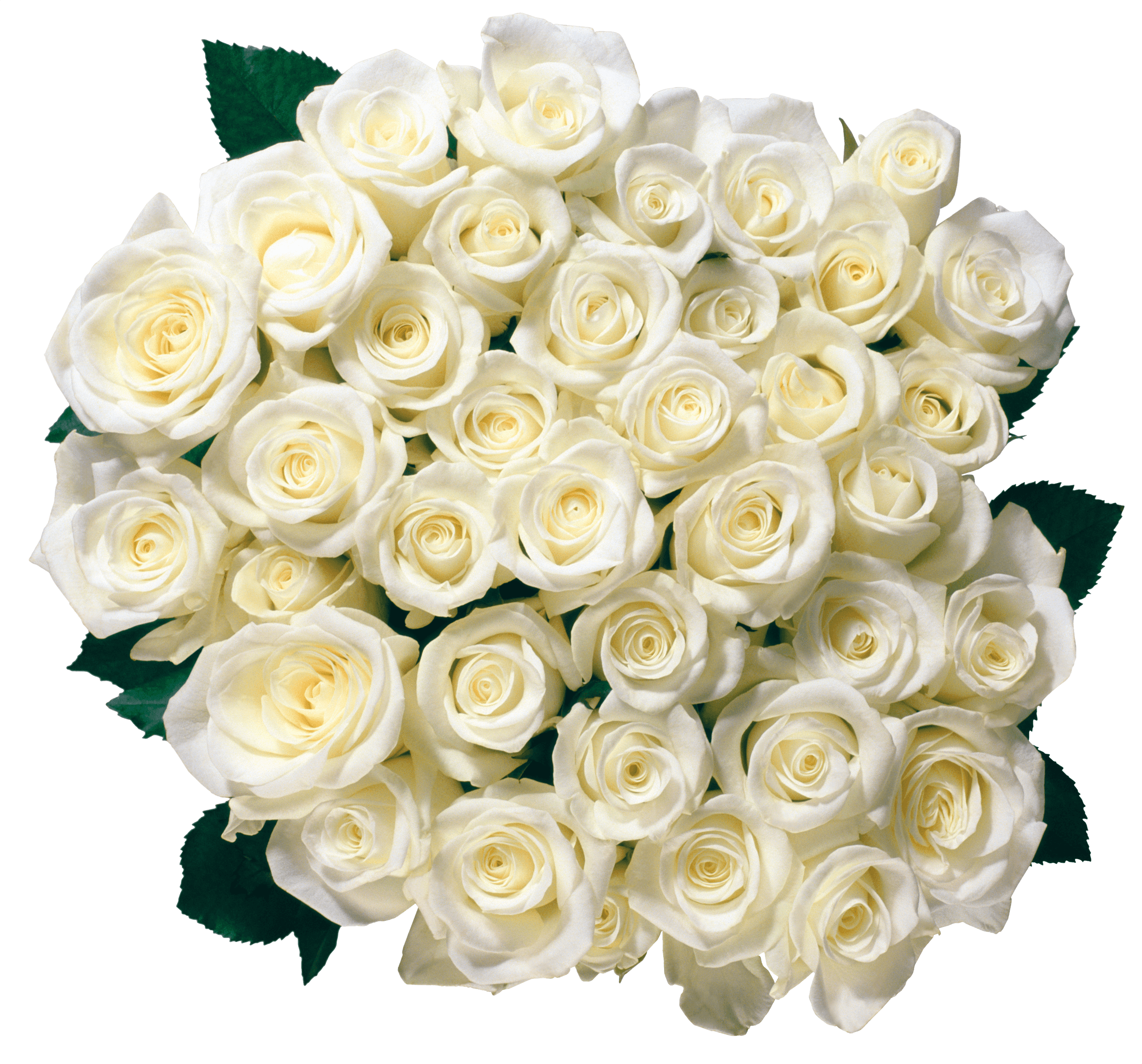 White Rose Flower White Rose Transparent PNG Image