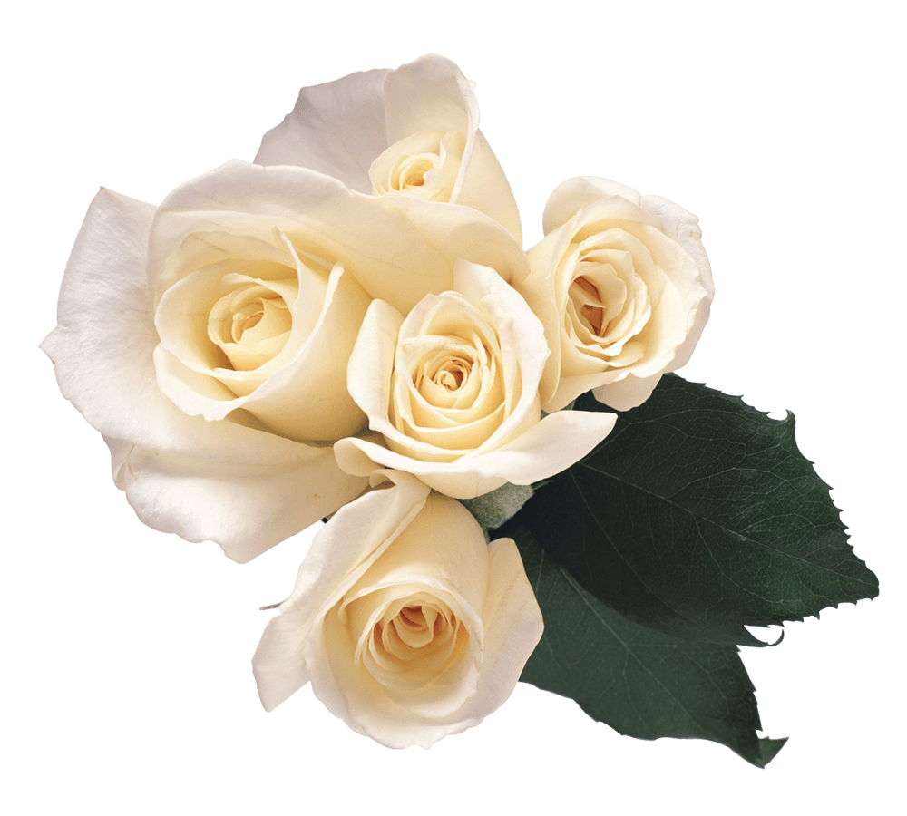 White Roses Transparent PNG Image