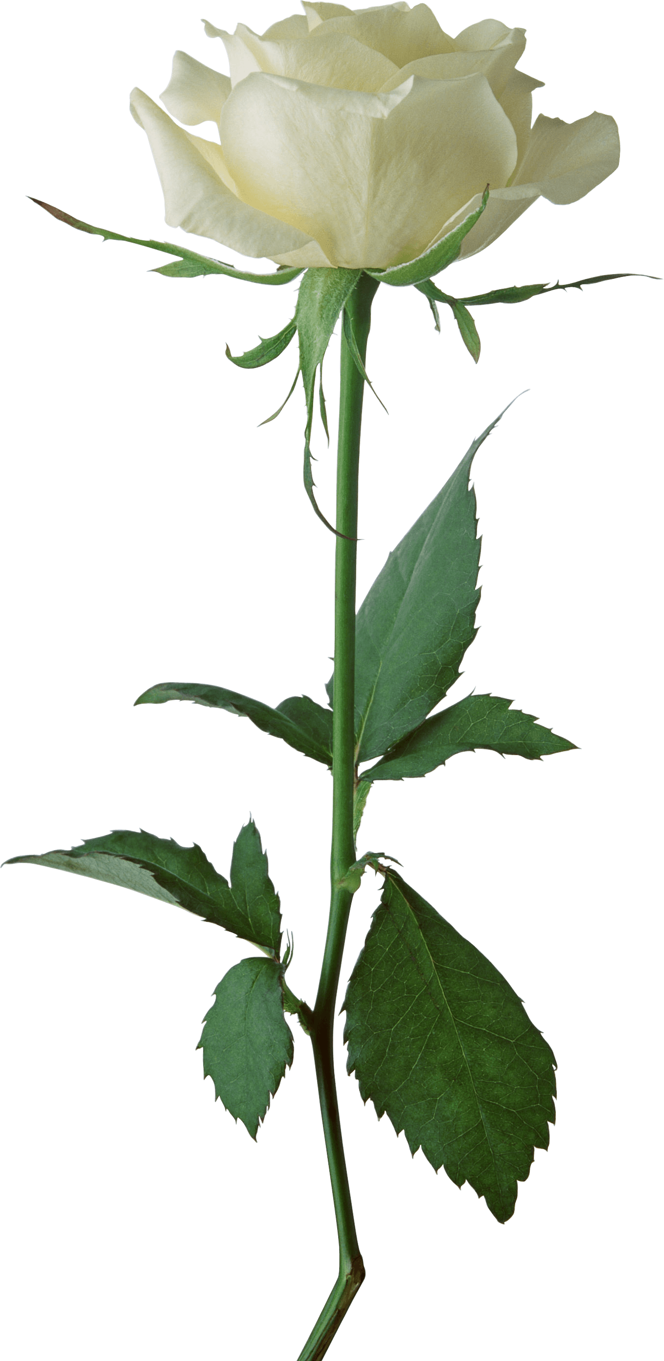 White Rose Flower White Rose Transparent PNG Image