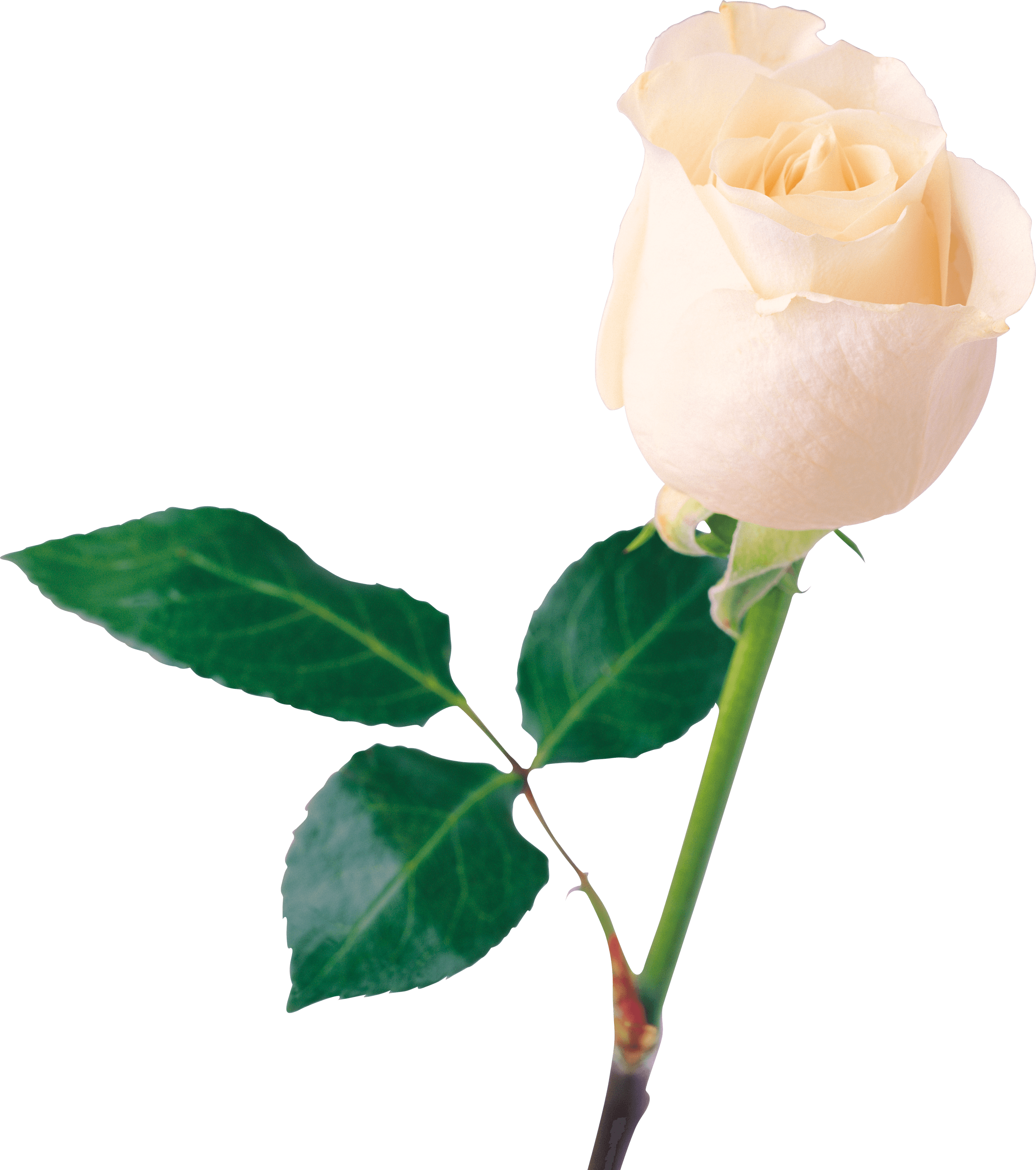White Rose Flower White Rose Transparent PNG Image