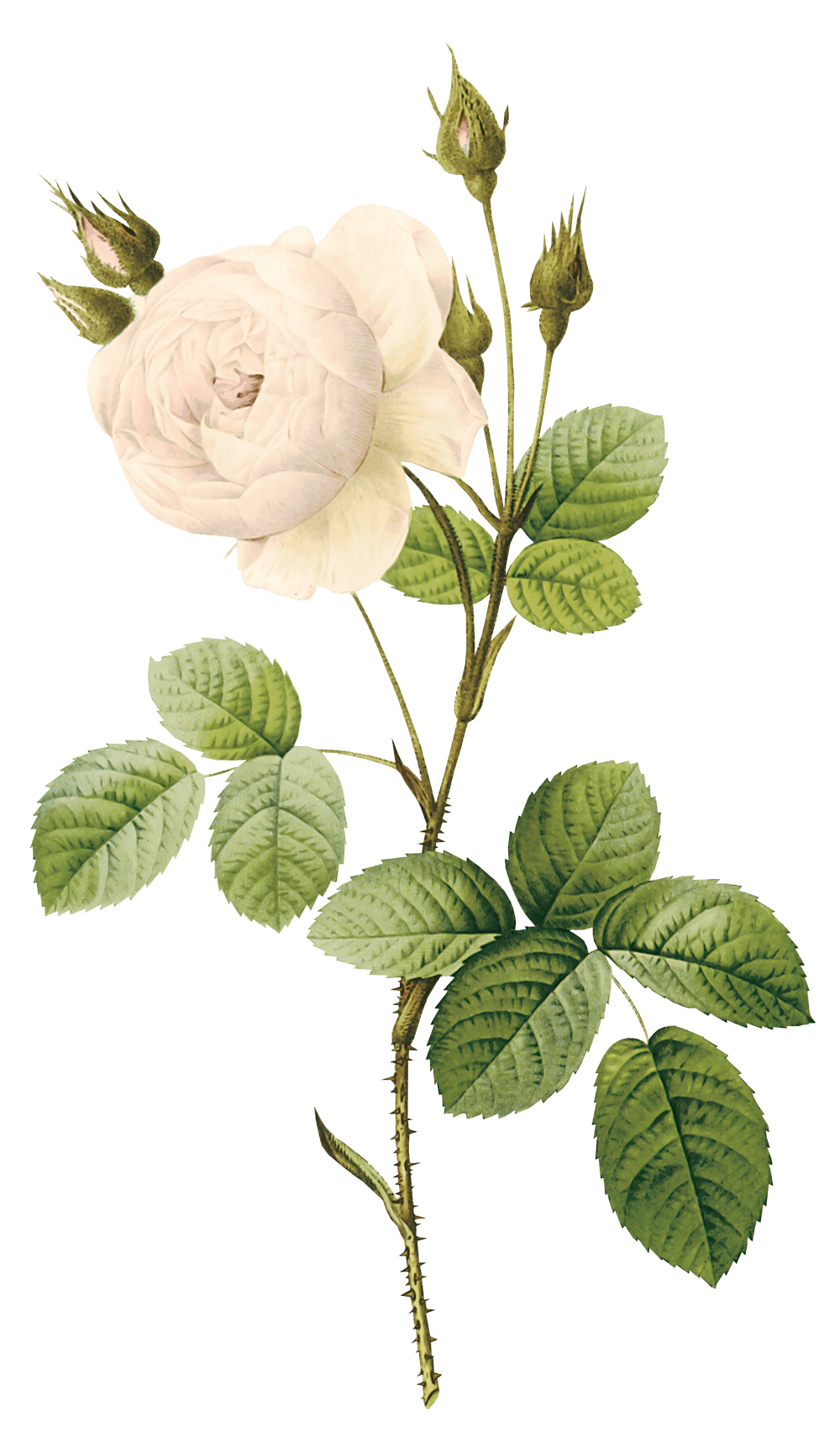 White Rose Flower White Rose Transparent PNG Image