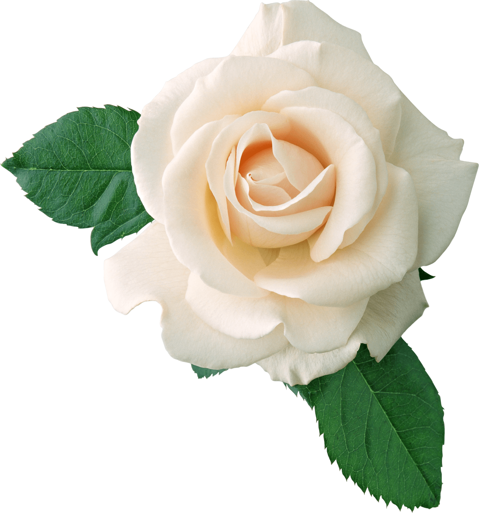 White Rose Flower White Rose Transparent PNG Image