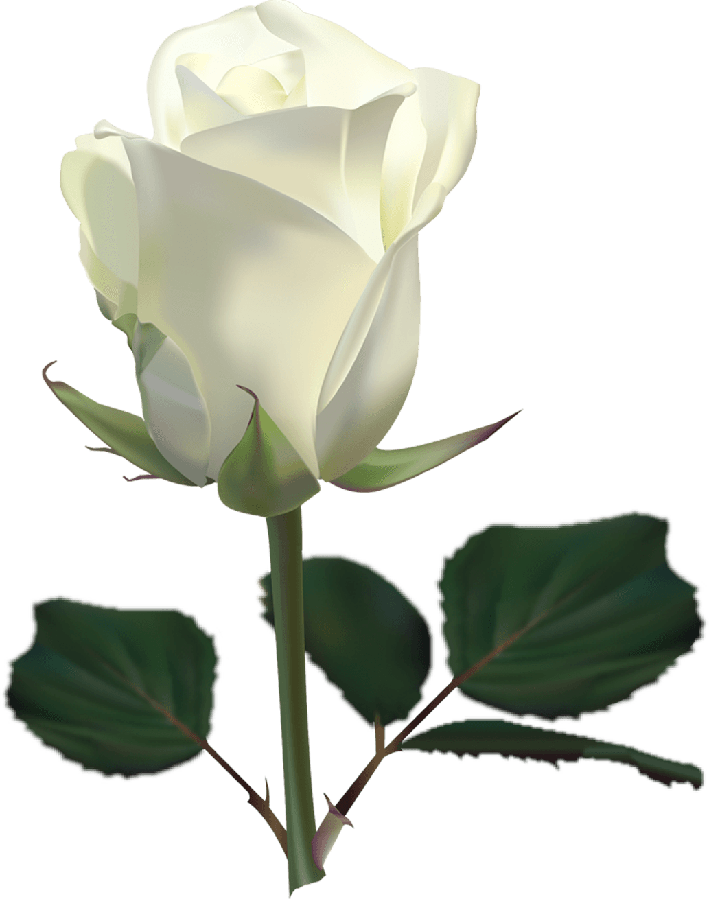 White Rose Flower White Rose Transparent PNG Image