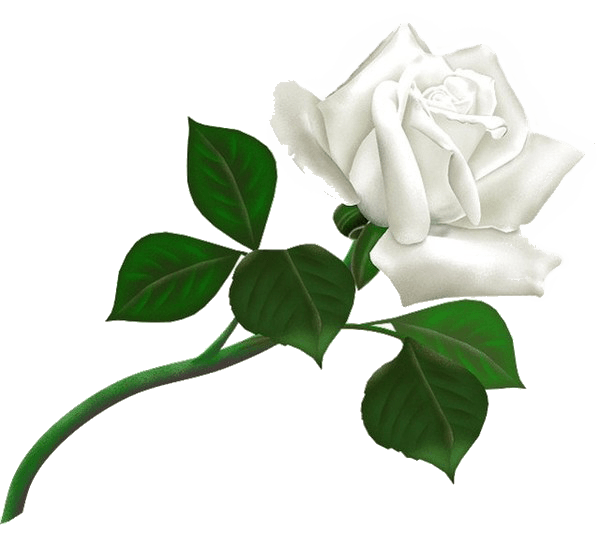 White Rose Flower White Rose Transparent PNG Image