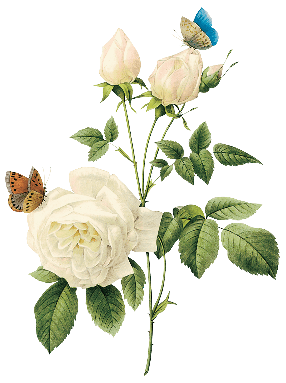 White Rose Flower White Rose Transparent PNG Image