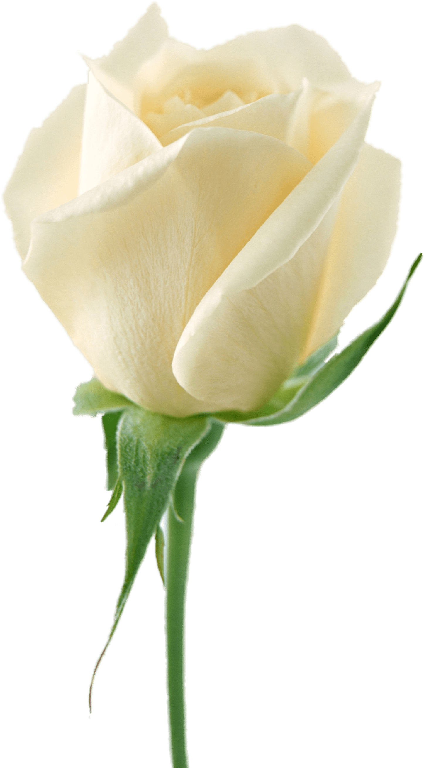 White Rose Flower White Rose Transparent PNG Image