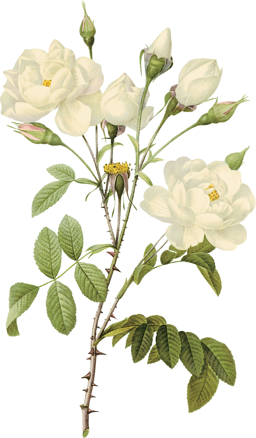 White Rose Flower White Rose Transparent PNG Image