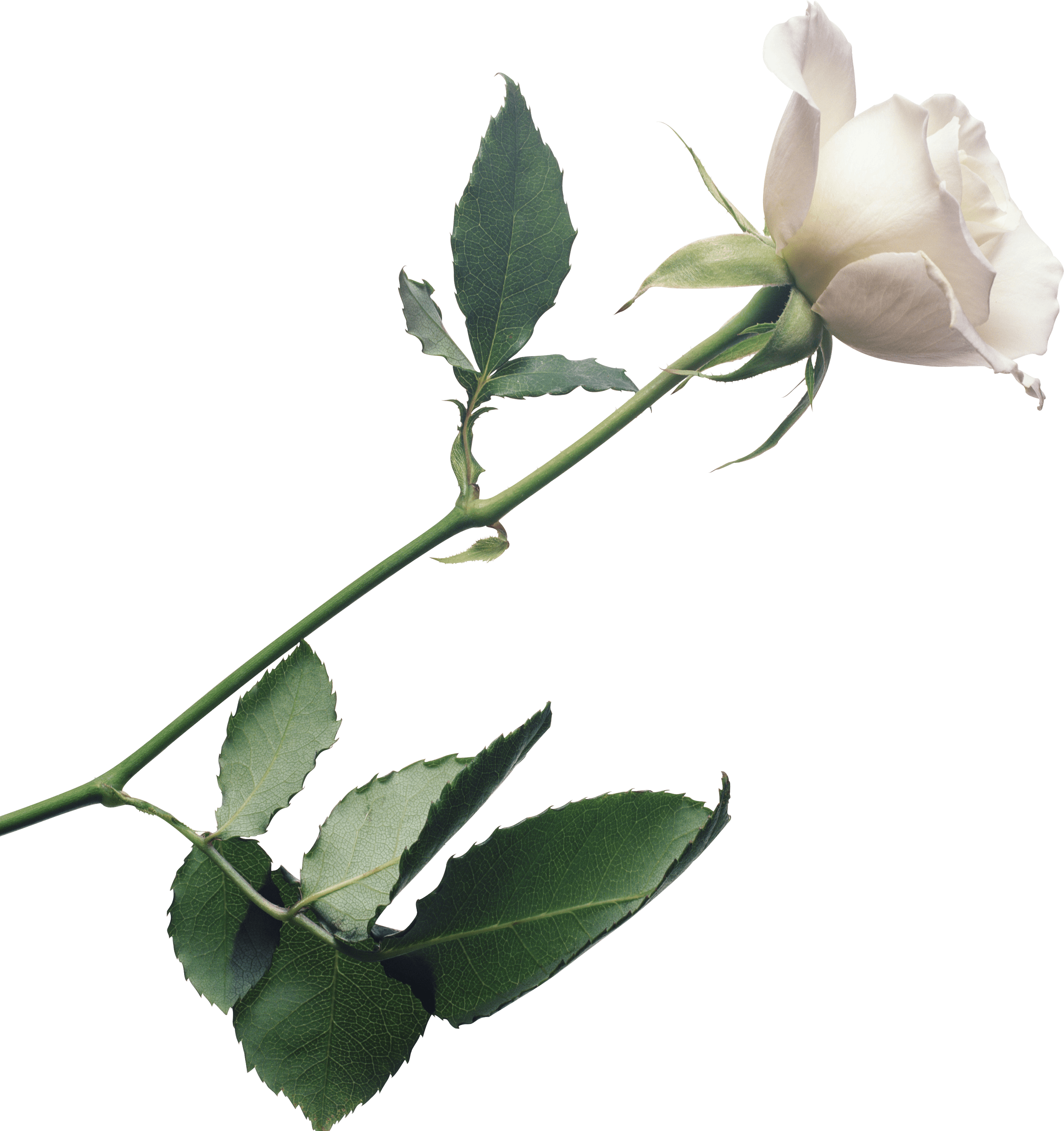 White Rose Flower White Rose Transparent PNG Image