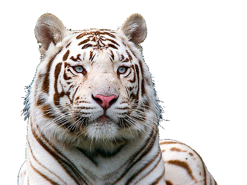 White Tiger Transparent PNG Image