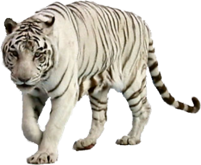 White Tiger Transparent PNG Image