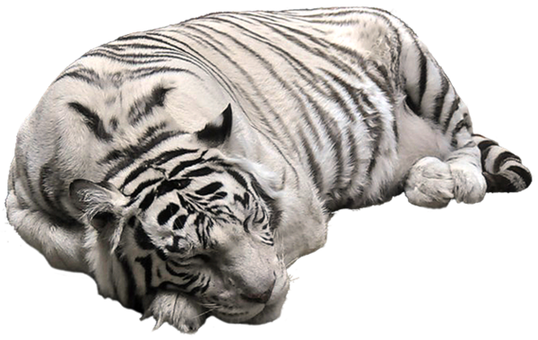 White Tiger Transparent PNG Image