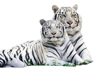 White Tiger Transparent PNG Image