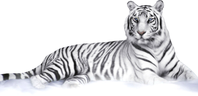 White Tiger Transparent PNG Image