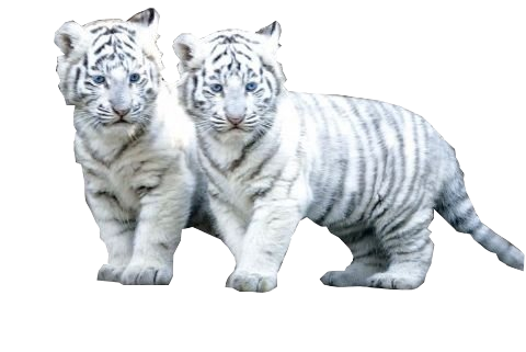 White Tiger File Transparent PNG Image