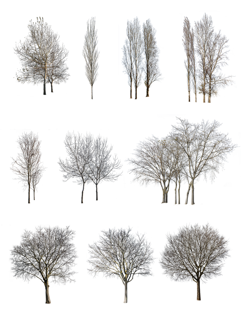 Tree Winter Transparent PNG Image