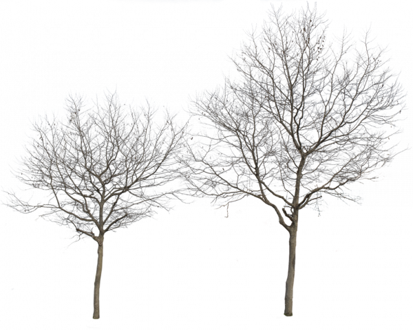 Tree Winter Transparent PNG Image