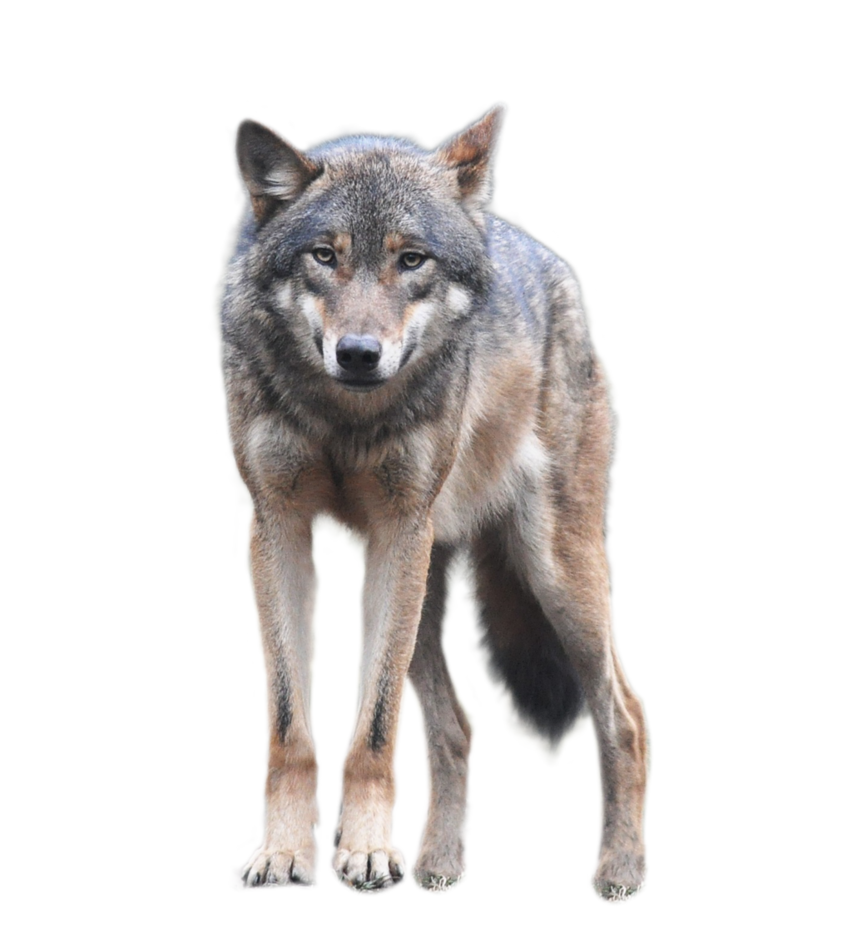 Wolf Transparent PNG Image