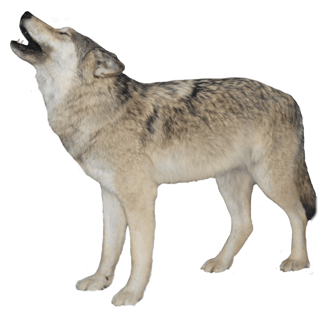 Black Wolf Transparent PNG Image