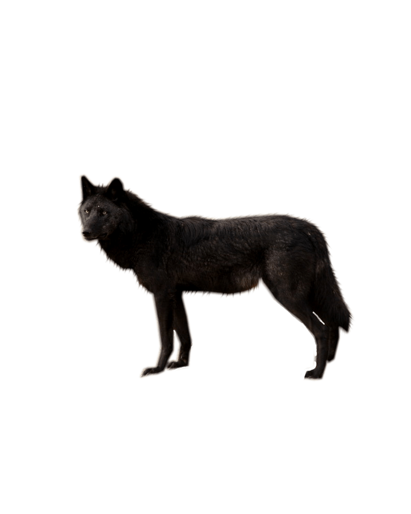 Wolf Transparent PNG Image