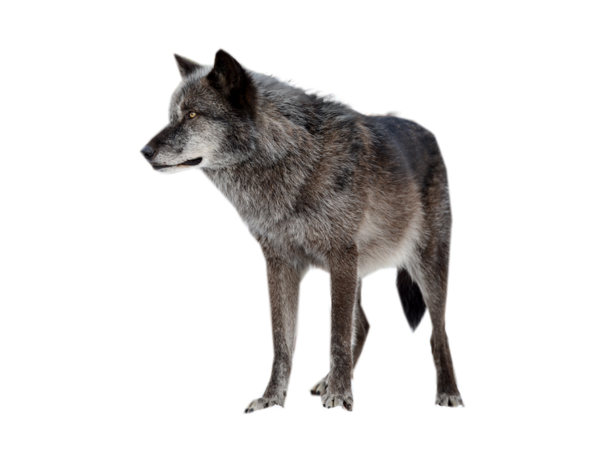 Wolf High-Quality Transparent PNG Image