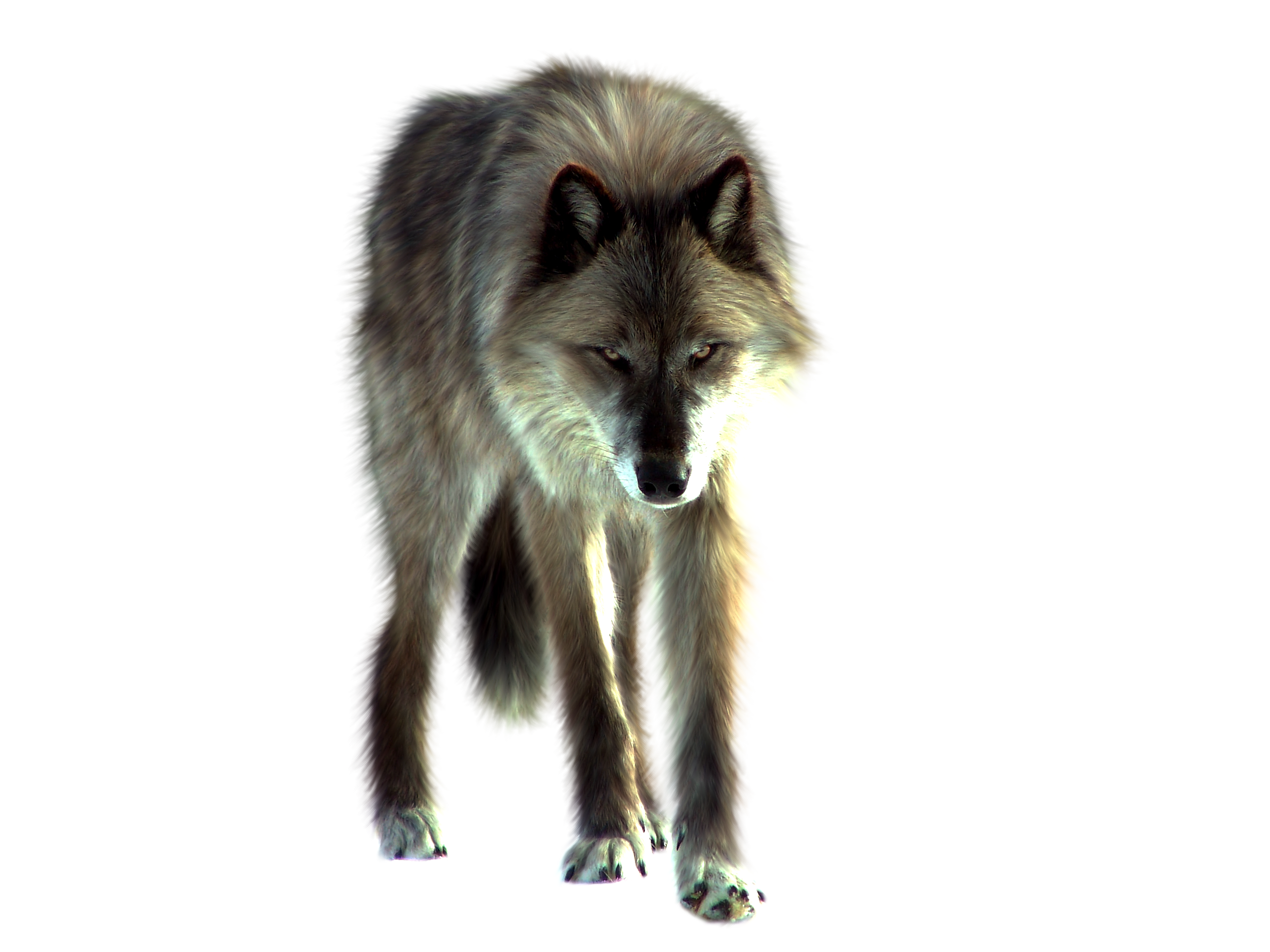 Wolf Transparent PNG Image