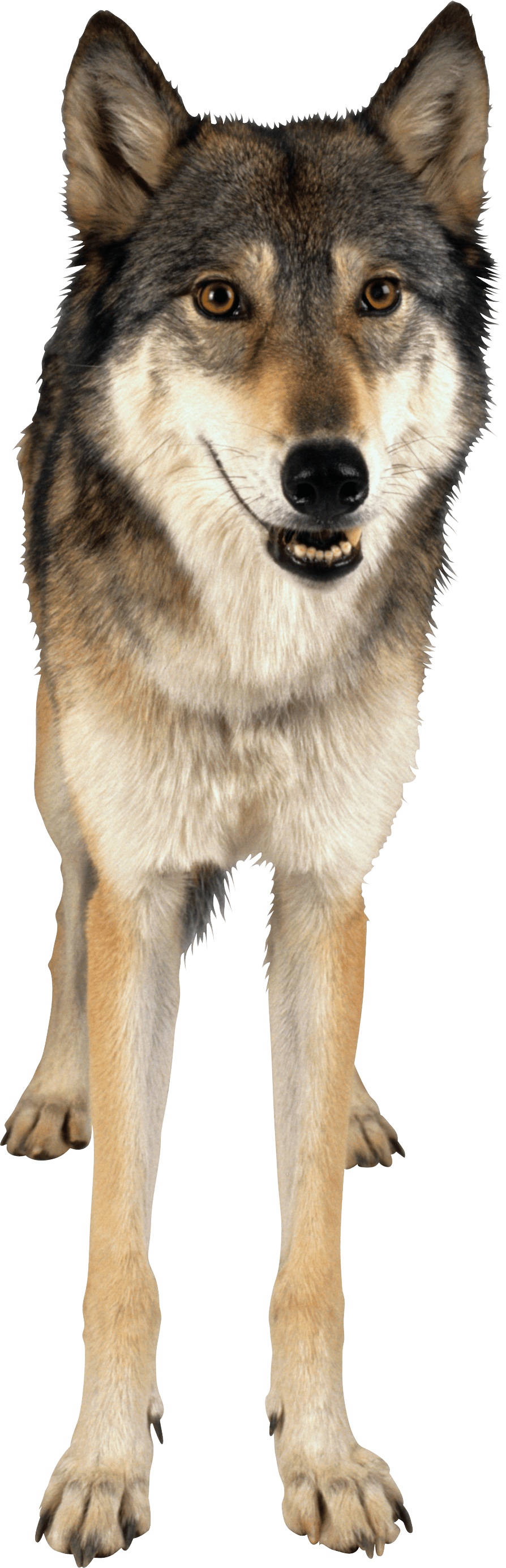 Wolf Transparent PNG Image