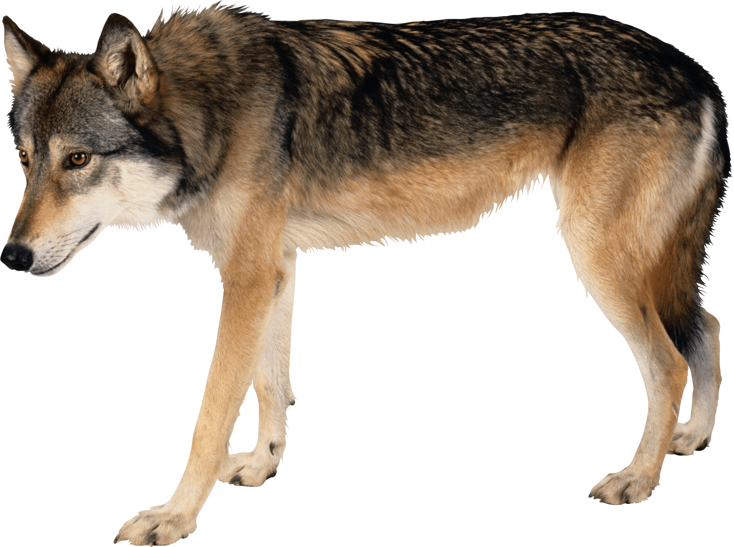Wolf Transparent PNG Image