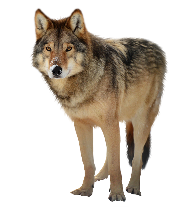 Wolf Transparent PNG Image