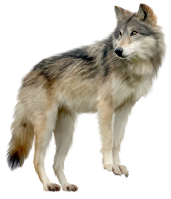 Wolf Transparent PNG Image