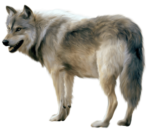 Wolf Transparent PNG Image