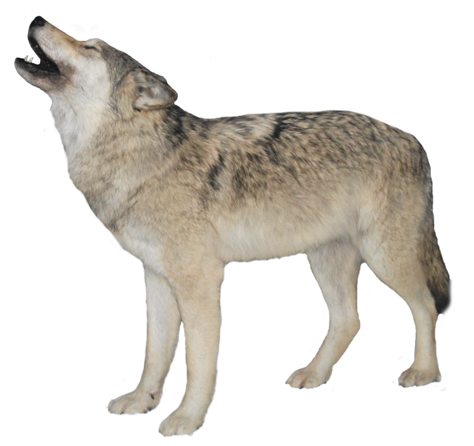 White Wolf Background Transparent PNG Image