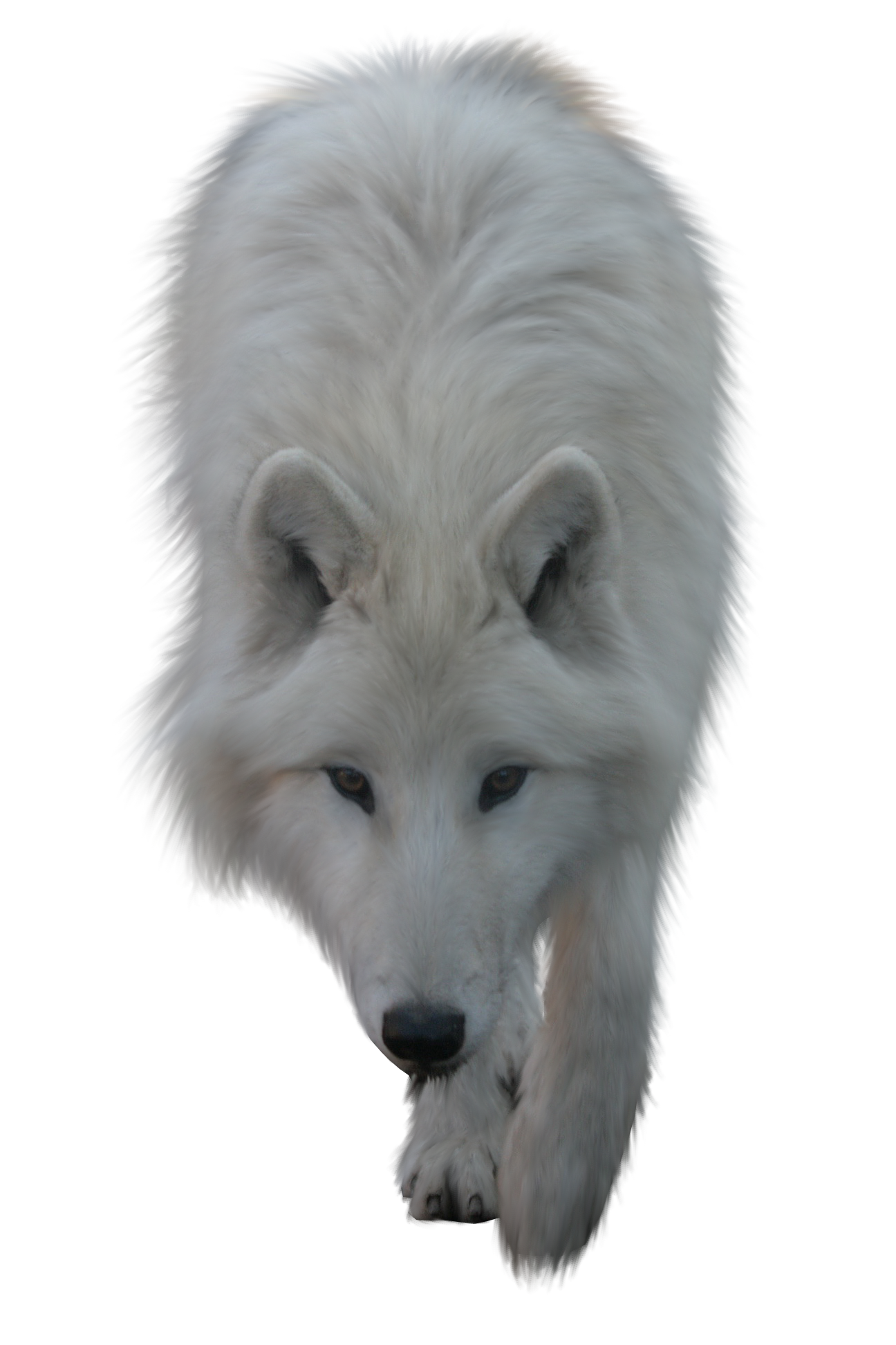Wolf Transparent PNG Image