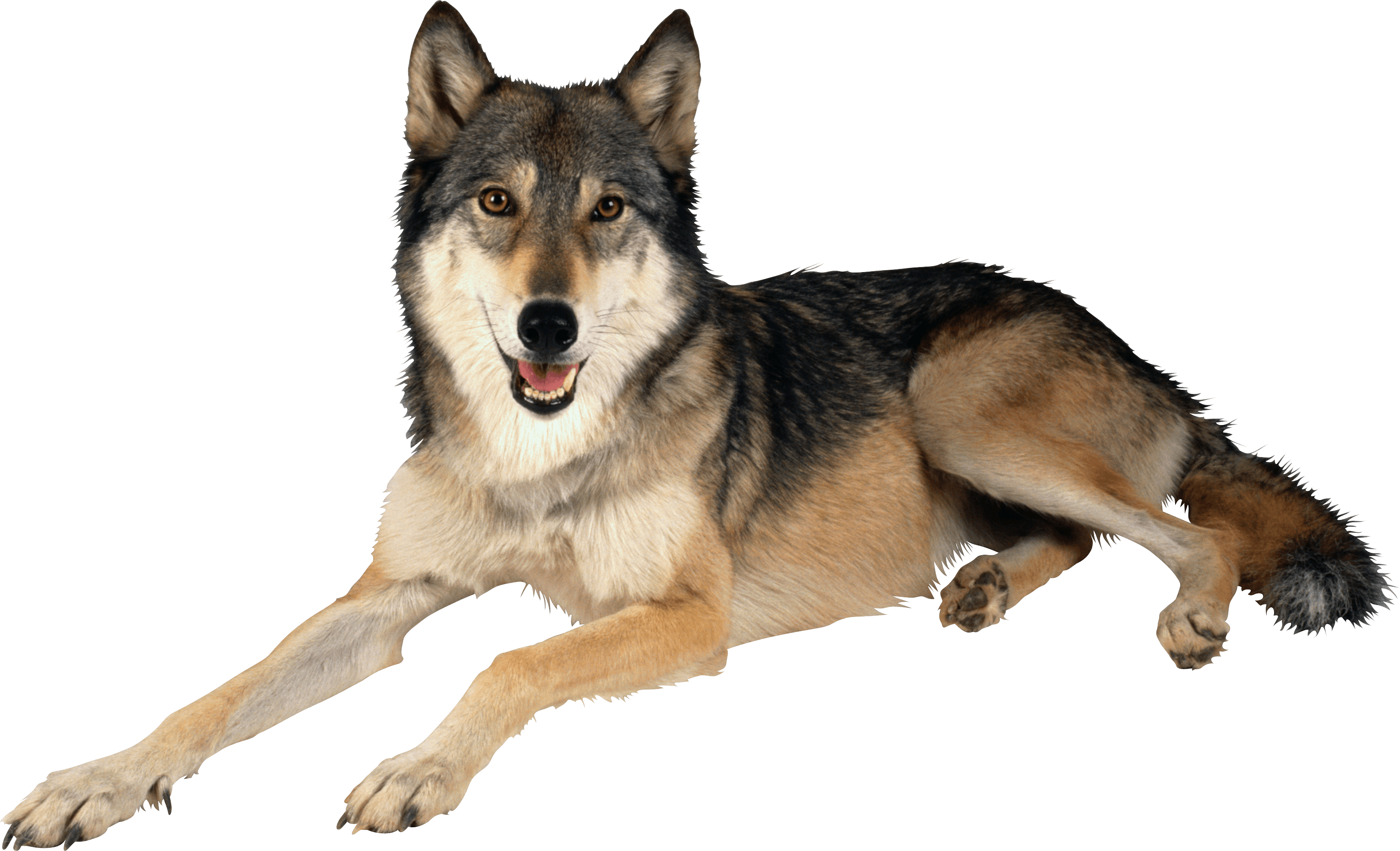 Wolf Transparent PNG Image