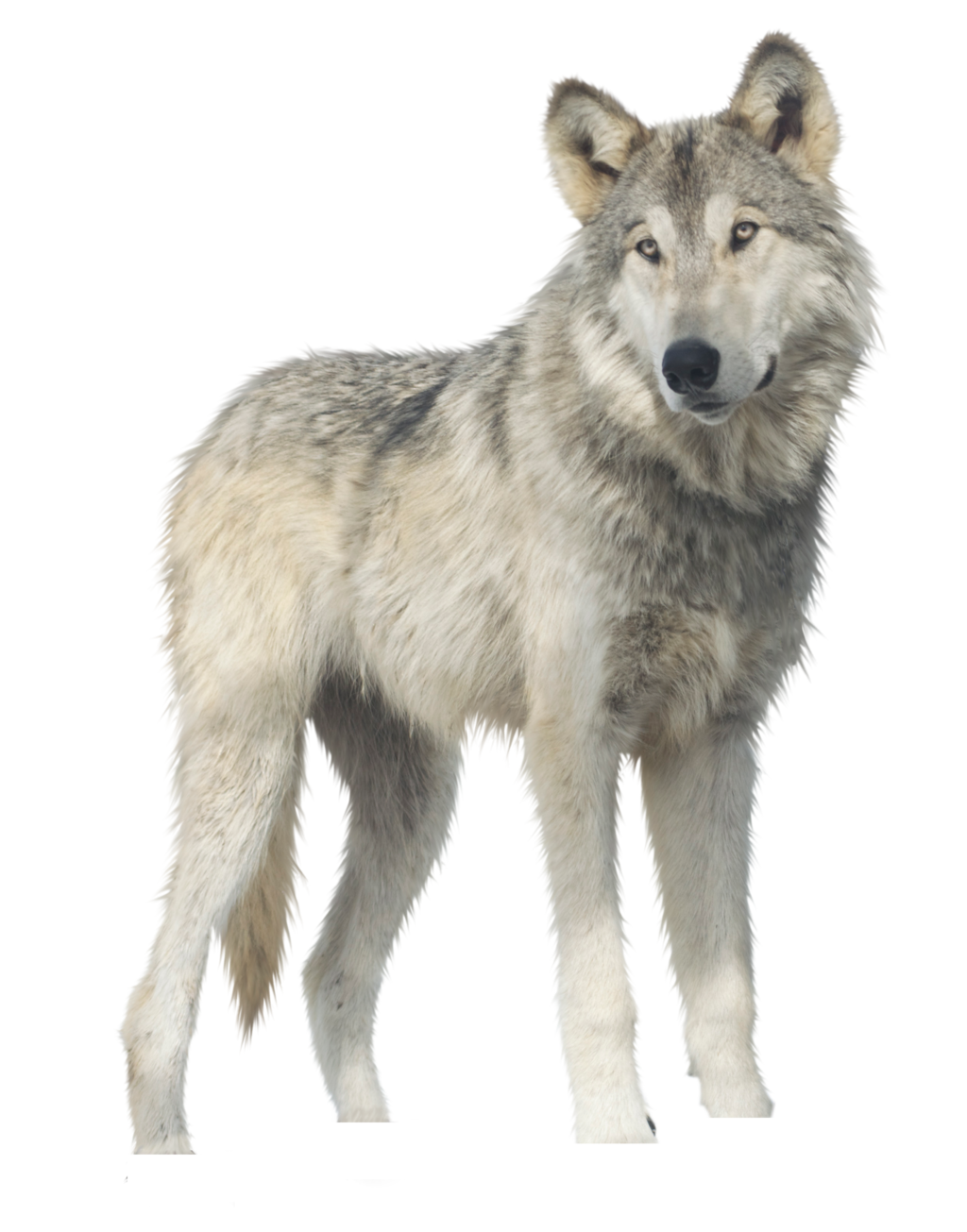 Wolf Transparent PNG Image