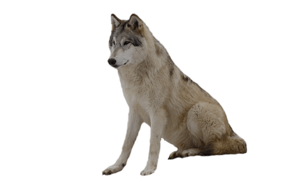 Wolf Transparent PNG Image