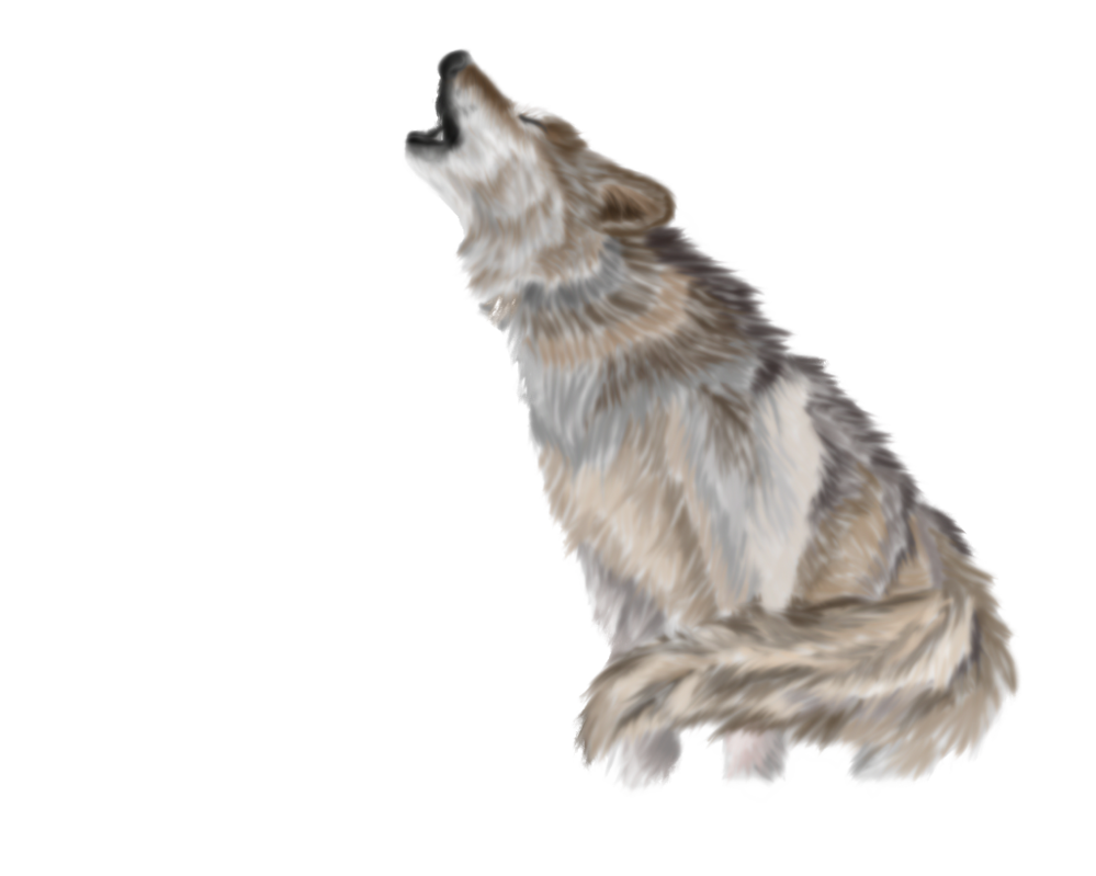Wolf Transparent PNG Image