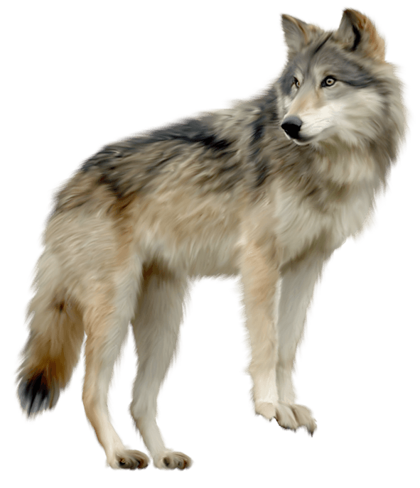 Wolf Transparent PNG Image