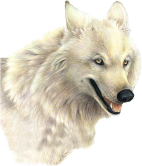Wolf Transparent PNG Image