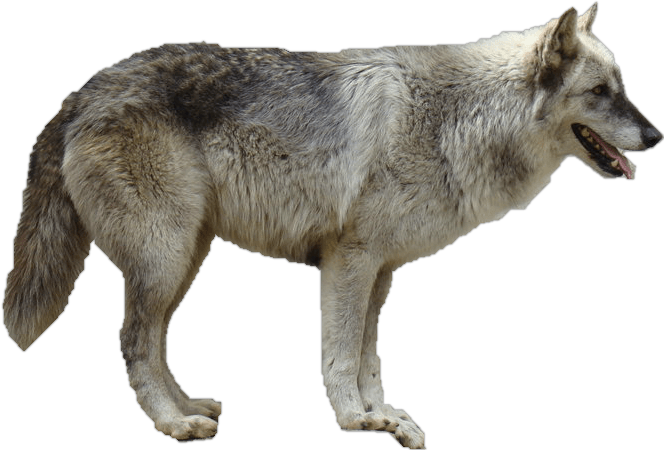 Wolf Transparent PNG Image