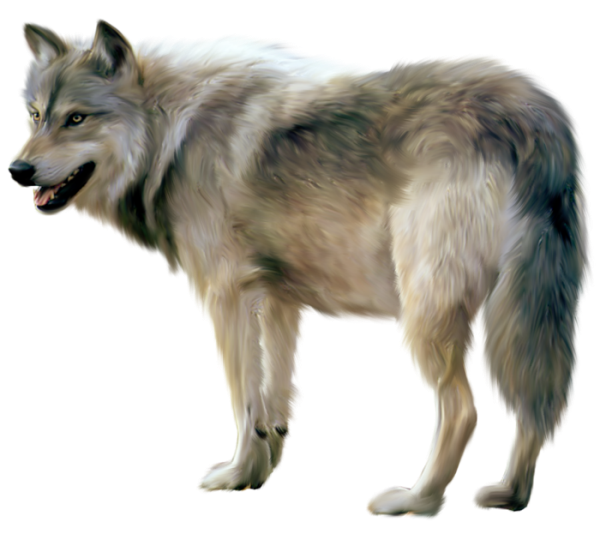 Wolf Transparent PNG Image