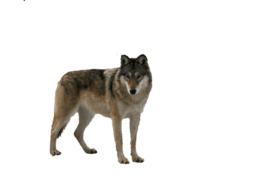Wolf Transparent PNG Image