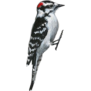 Woodpecker Transparent PNG Image
