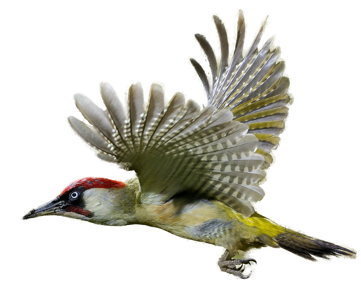 Woodpecker Transparent PNG Image