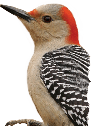 Woodpecker Transparent PNG Image