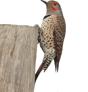 Woodpecker Transparent PNG Image