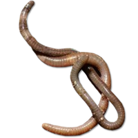 Worms