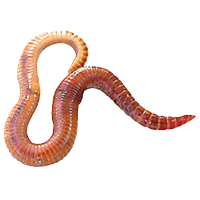 Worms
