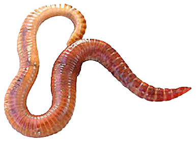 Worms Transparent PNG Image