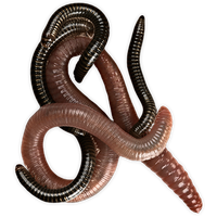 Worms