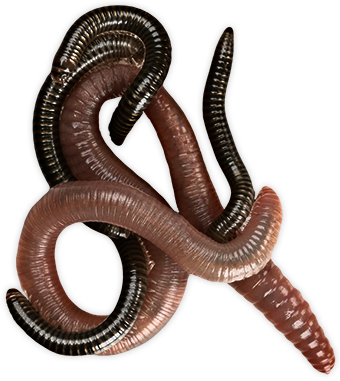 Worms Transparent PNG Image